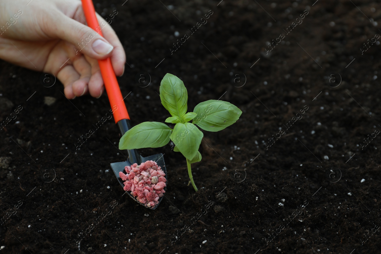 Photo of Woman putting fertilizer onto soil under plant outdoors, closeup