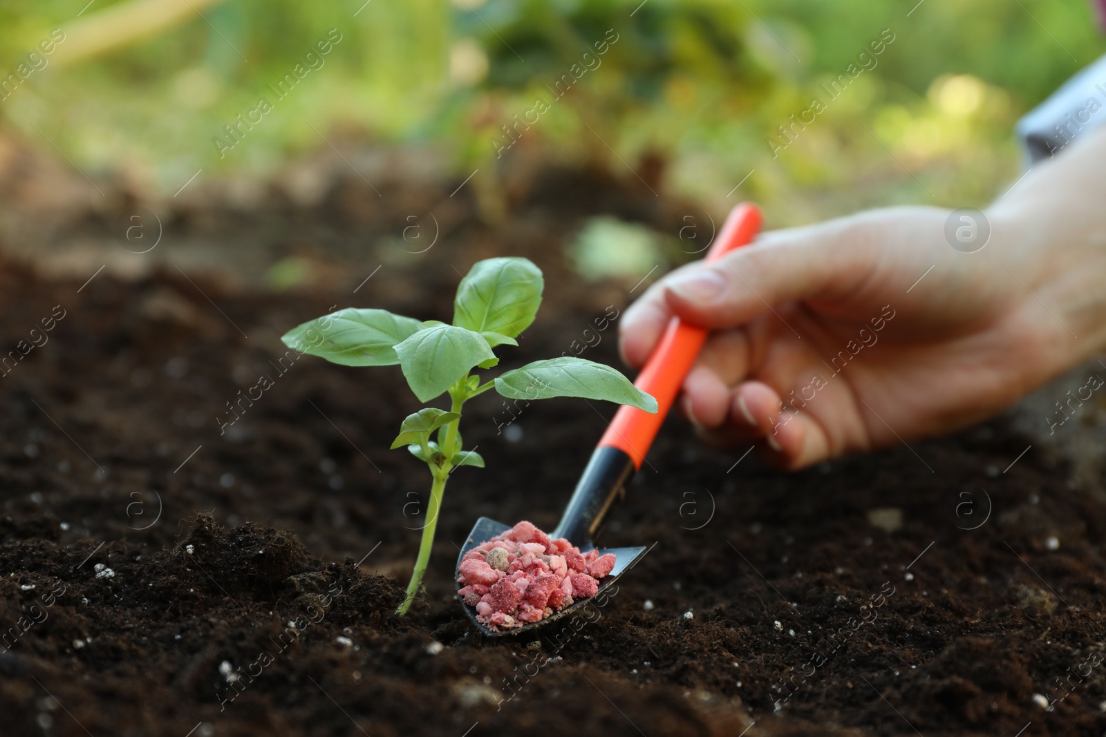 Photo of Woman putting fertilizer onto soil under plant outdoors, closeup