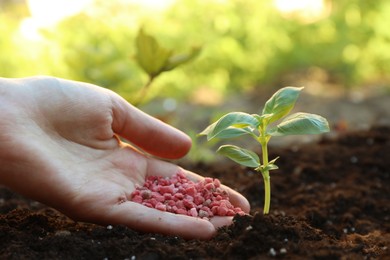 Photo of Woman putting fertilizer onto soil under plant outdoors, closeup