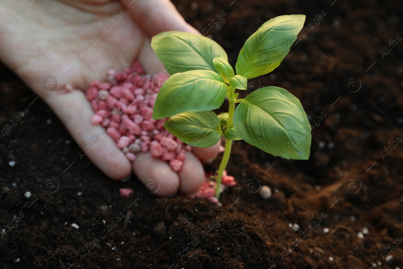 Photo of Woman putting fertilizer onto soil under plant outdoors, closeup