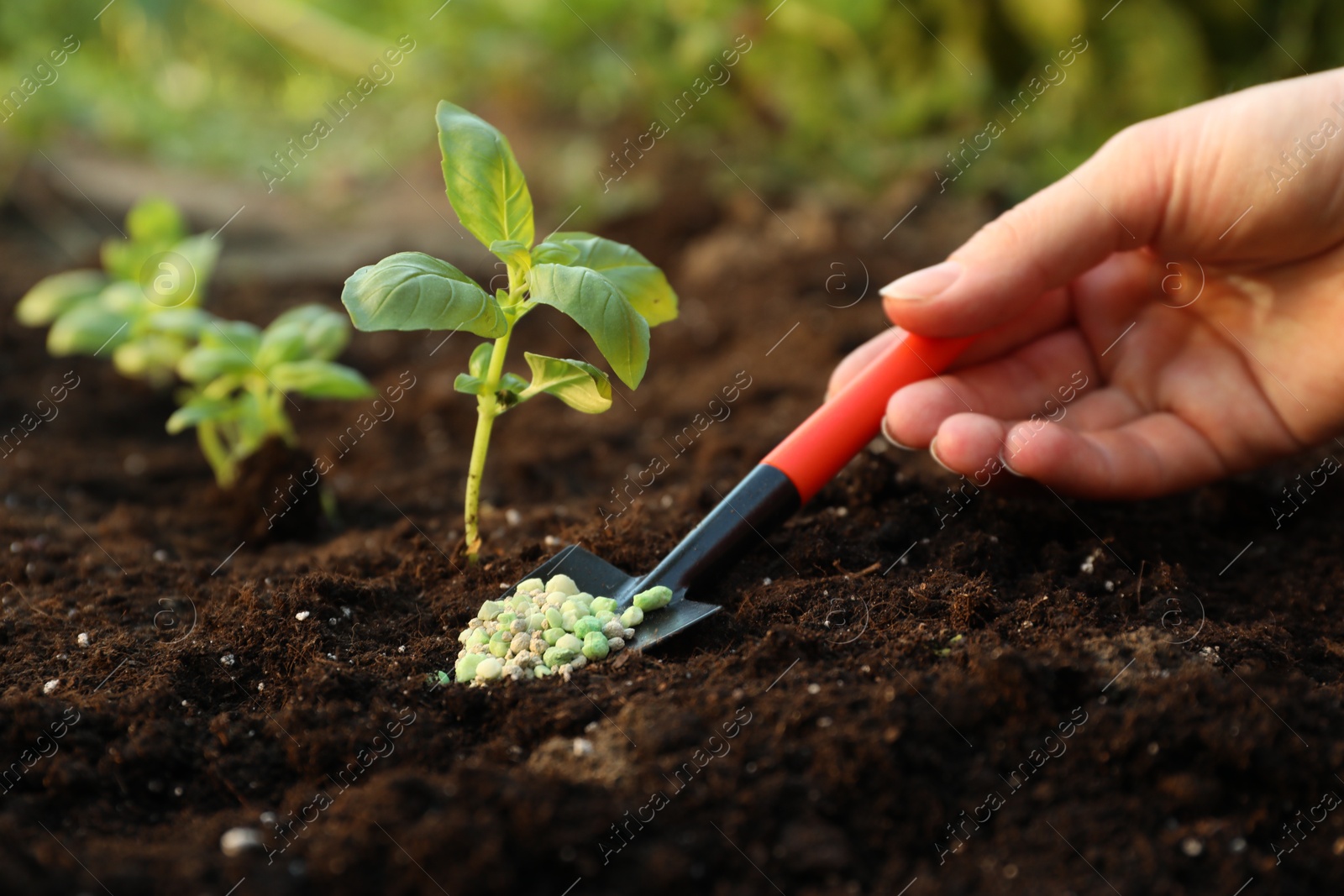 Photo of Woman putting fertilizer onto soil under plant outdoors, closeup