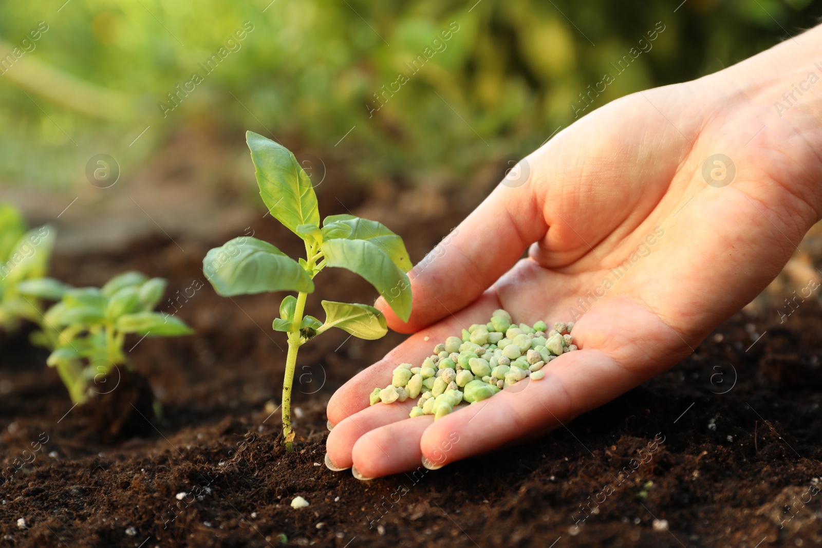 Photo of Woman putting fertilizer onto soil under plant outdoors, closeup