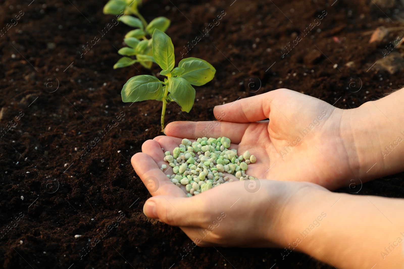 Photo of Woman putting fertilizer onto soil under plant outdoors, closeup