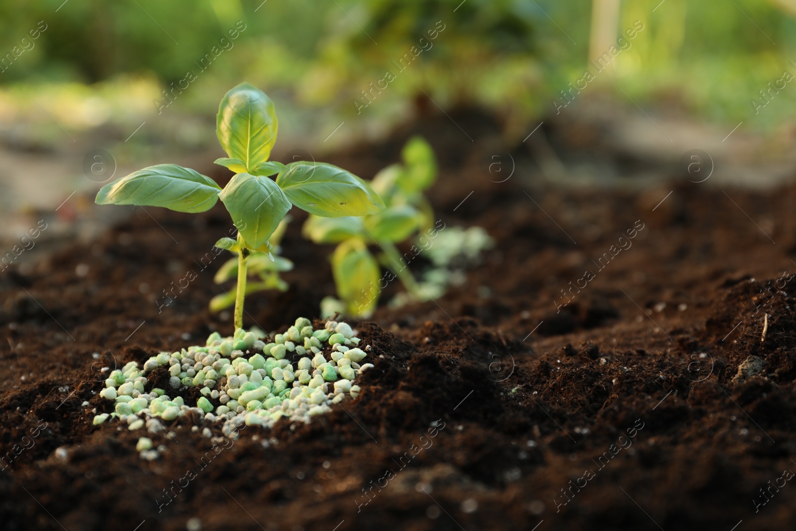 Photo of Plant and fertilizer on soil outdoors, closeup. Space for text