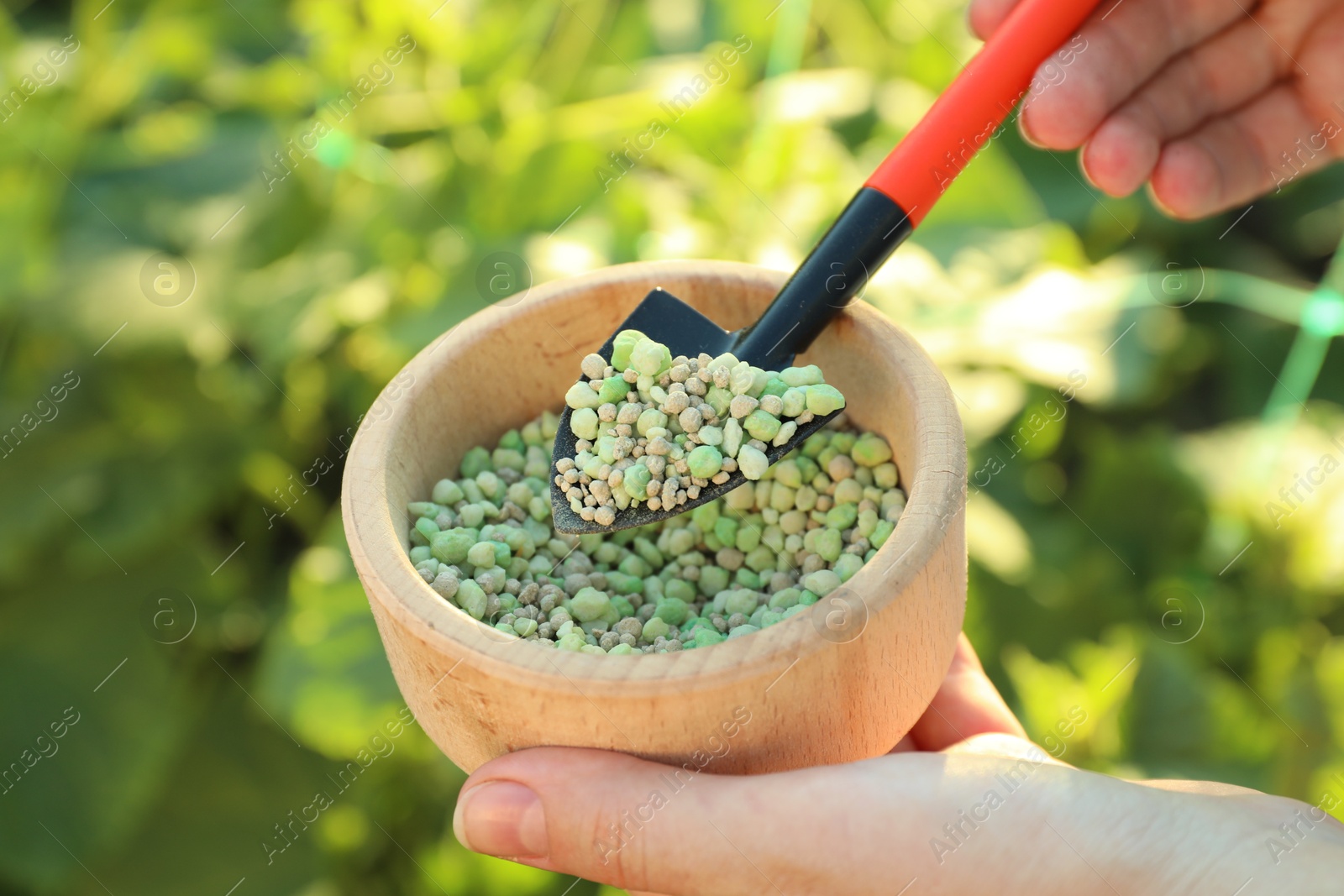 Photo of Woman holding plant fertilizer in bowl outdoors, closeup