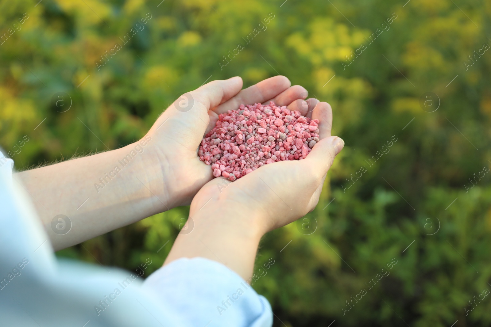 Photo of Woman holding pink plant fertilizer outdoors, closeup