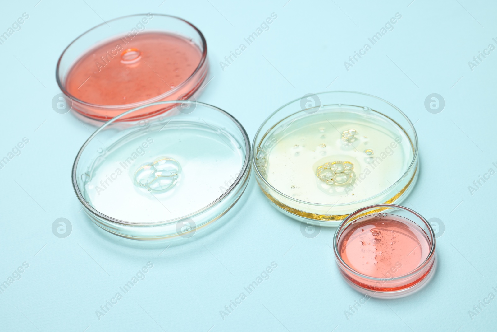 Photo of Petri dishes with samples on light blue background