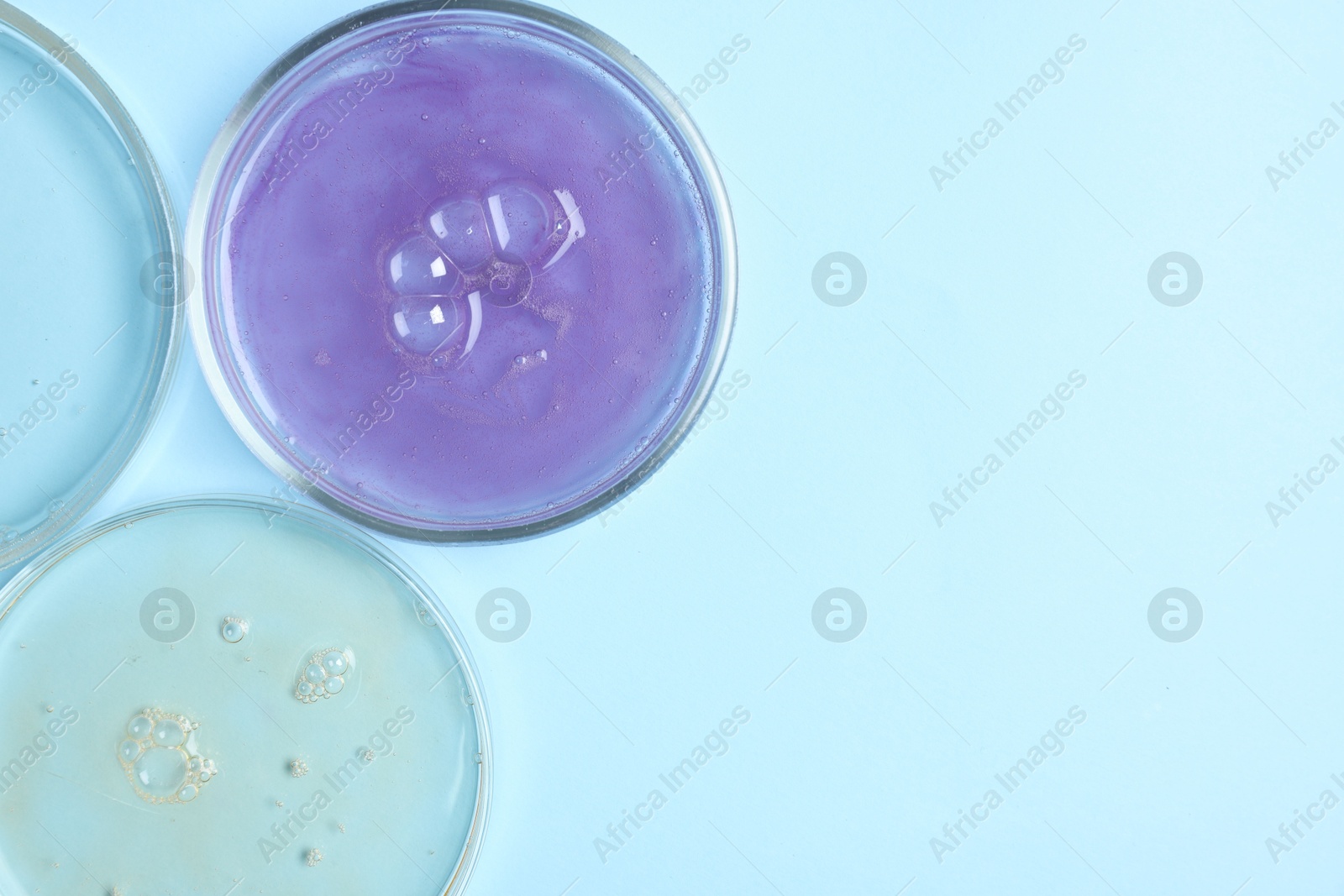 Photo of Petri dishes with samples on light blue background, top view. Space for text