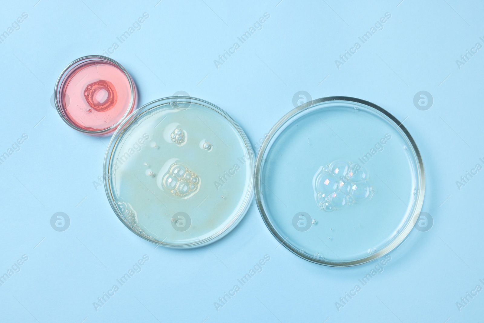 Photo of Petri dishes with samples on light blue background, top view