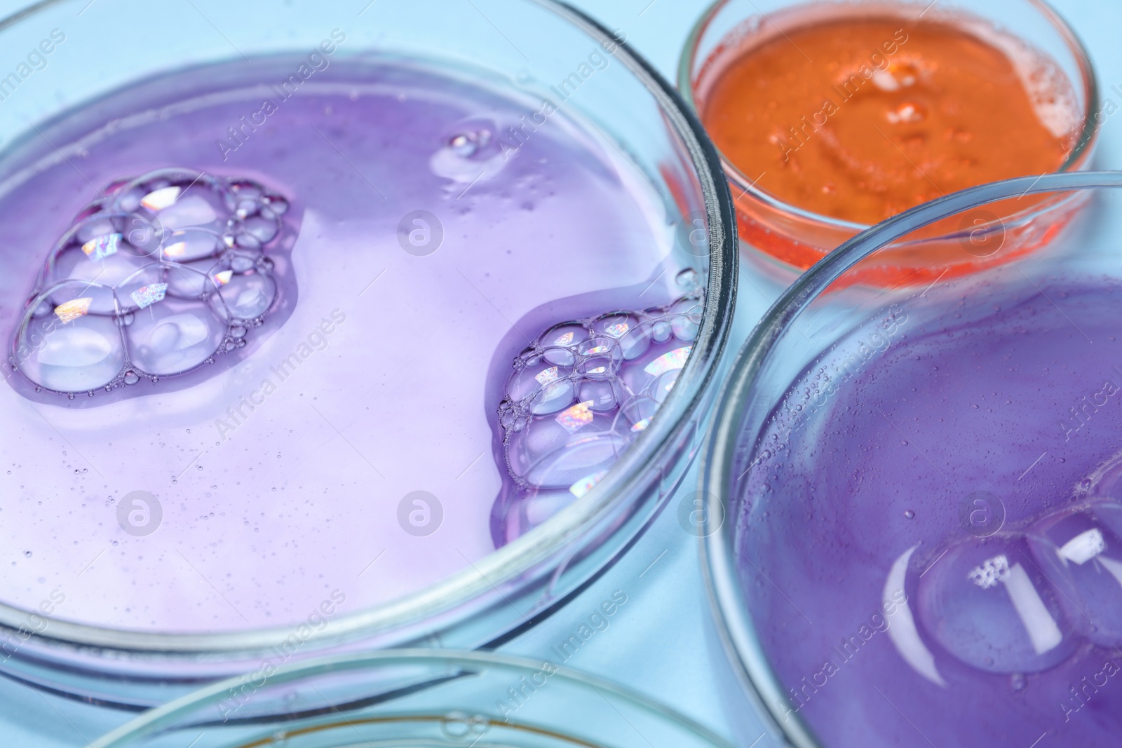 Photo of Petri dishes with samples on light blue background