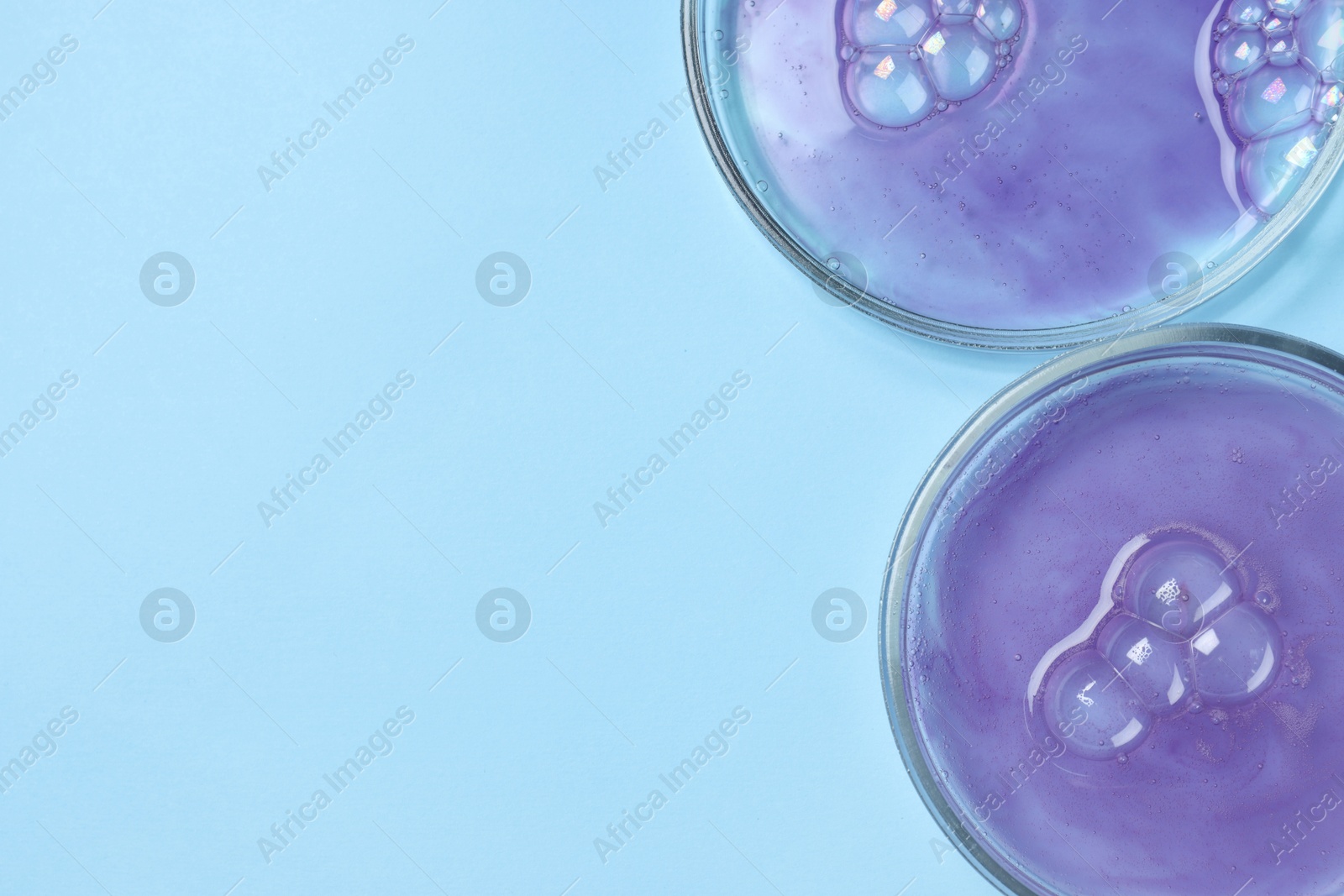 Photo of Petri dishes with samples on light blue background, top view. Space for text