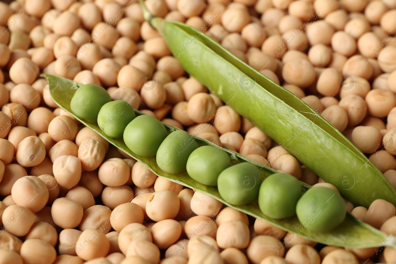 Photo of Fresh pods with peas on dried ones, closeup