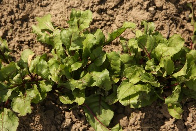 Photo of Beetroot plants with green leaves growing in field, above view