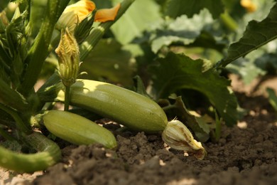 Photo of Zucchini plants with green leaves growing in field