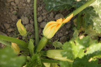 Photo of Blooming green plant with unripe zucchini growing in field, closeup