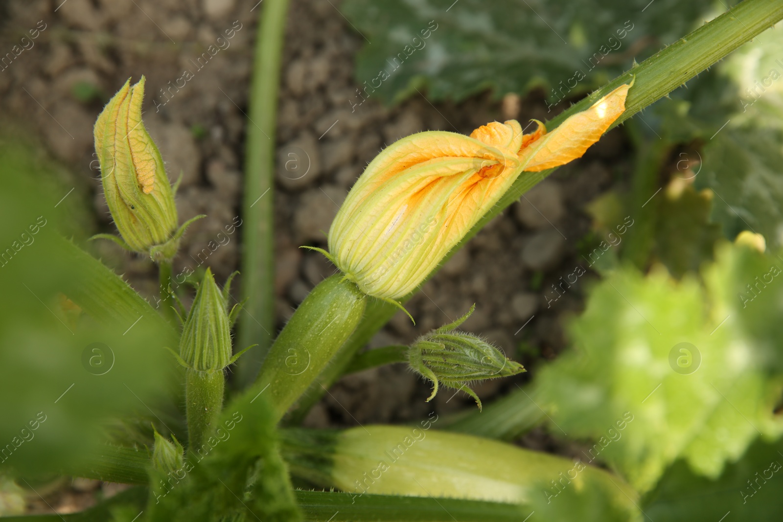 Photo of Blooming green plant with unripe zucchini growing in field, closeup