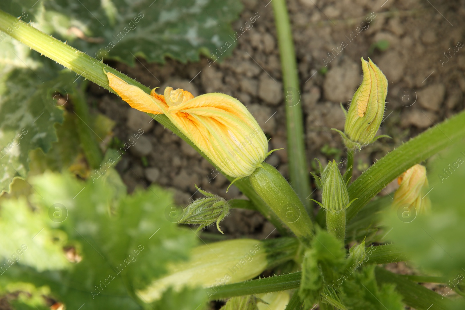 Photo of Blooming green plant with unripe zucchini growing in field, closeup