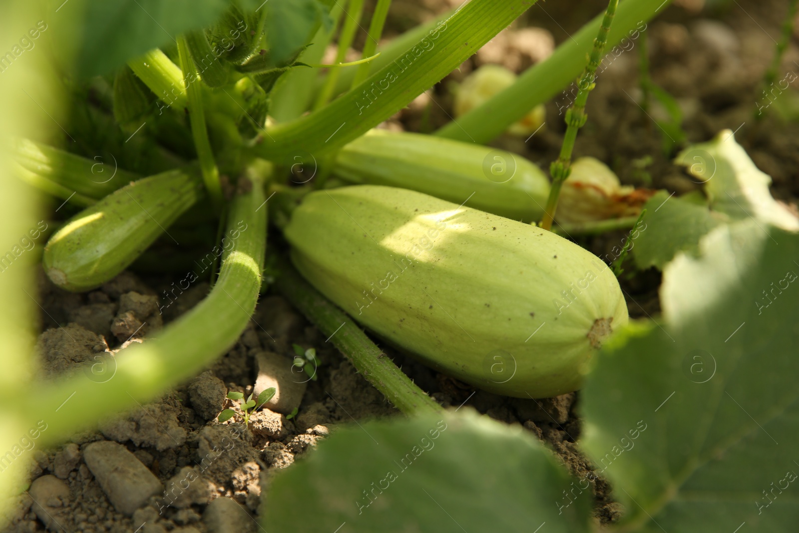 Photo of Zucchini plants with green leaves growing in field, closeup