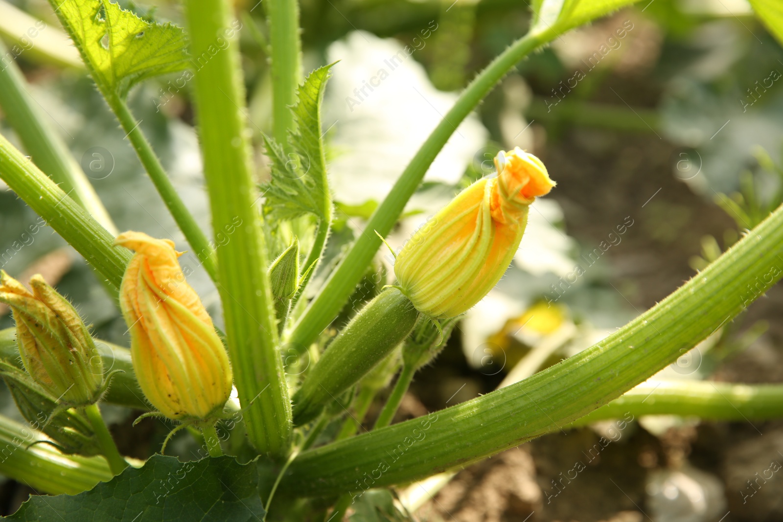 Photo of Blooming green plant with unripe zucchini growing in field, closeup