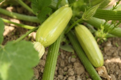 Photo of Zucchini plants with green leaves growing in field, closeup