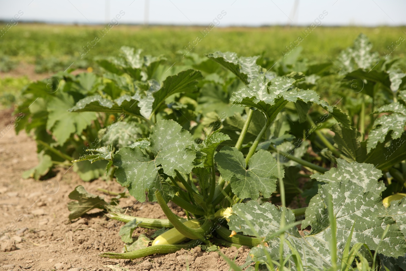 Photo of Zucchini plants with green leaves growing in field