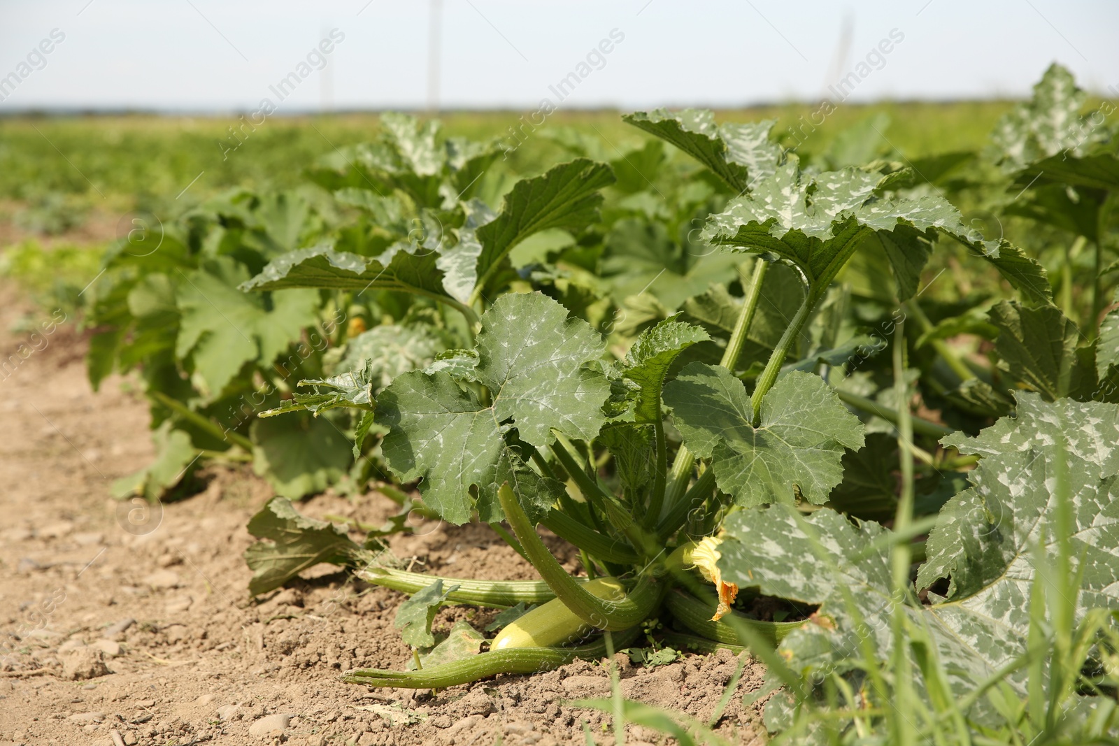 Photo of Zucchini plants with green leaves growing in field