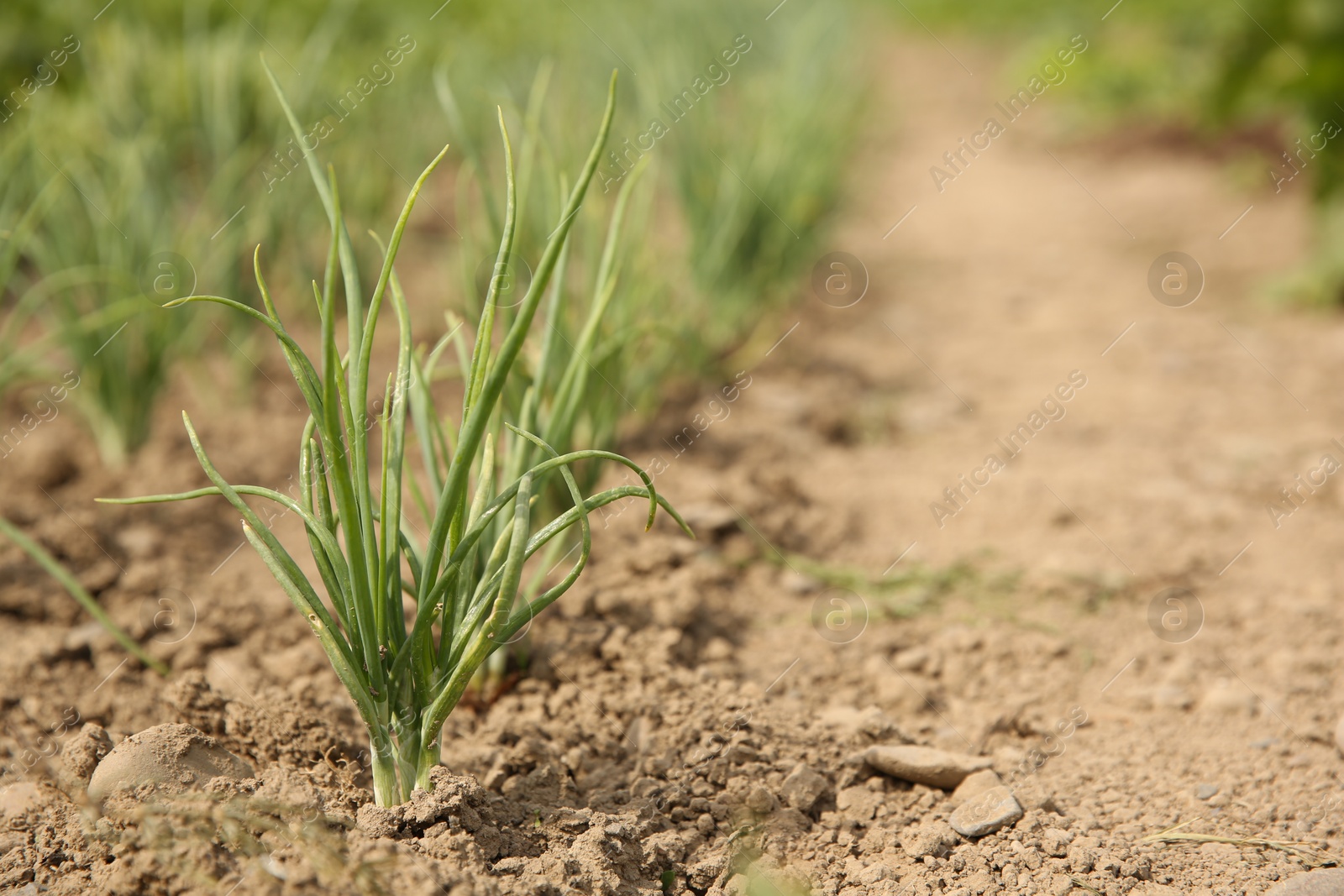 Photo of Young green onion sprouts growing in field