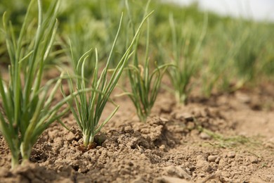 Photo of Young green onion sprouts growing in field