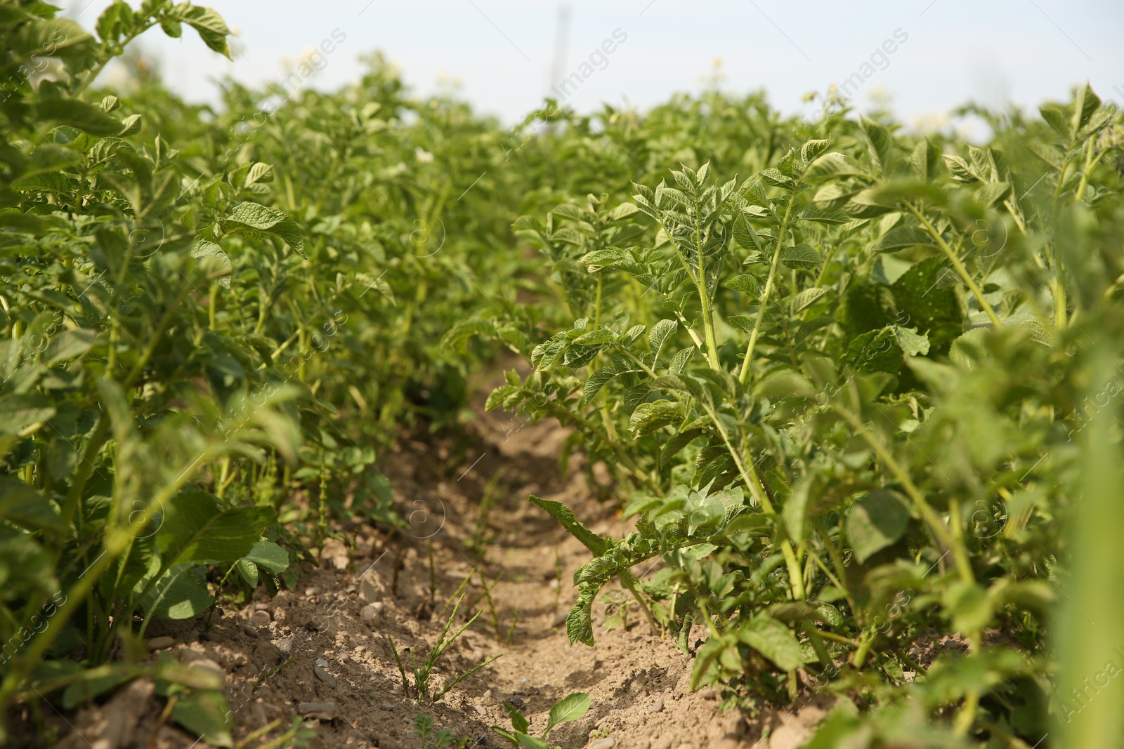 Photo of Potato plants with green leaves growing in field