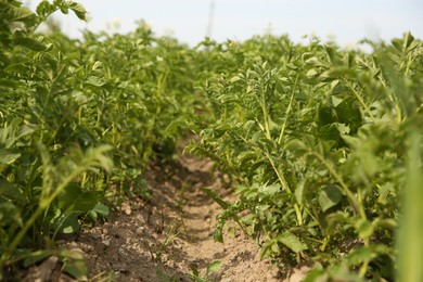 Photo of Potato plants with green leaves growing in field