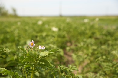 Photo of Blooming potato plant with green leaves growing in field, closeup