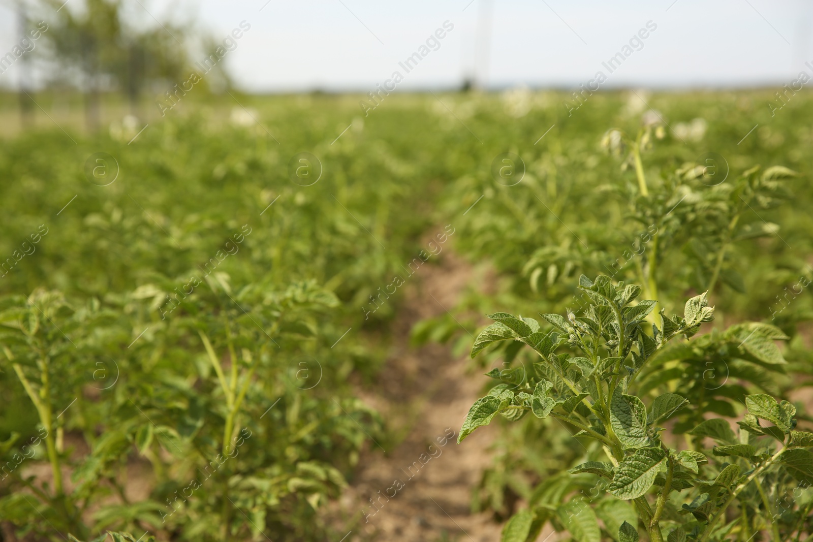 Photo of Potato plants with green leaves growing in field, selective focus