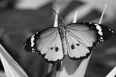 Image of Beautiful butterfly on plant outdoors, black and white effect