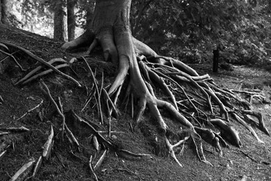 Image of Beautiful tree with roots showing above ground in forest, black and white effect