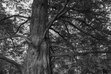 Image of Beautiful tree growing in park, black and white effect