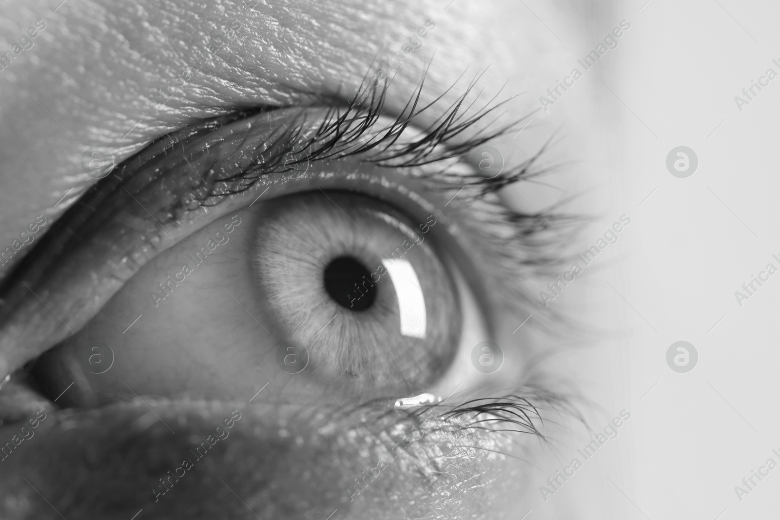 Image of Woman with beautiful eyes, closeup. Black and white effect
