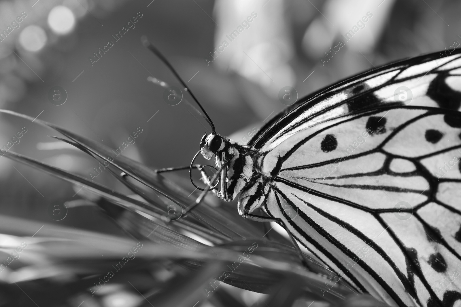 Image of Beautiful butterfly on plant outdoors, black and white effect