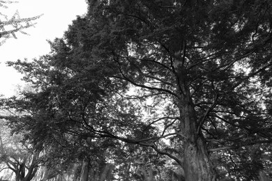 Image of Beautiful tree growing outdoors, black and white effect