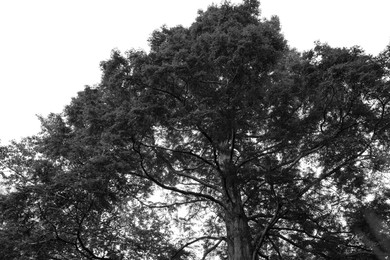 Beautiful tree growing outdoors, black and white effect