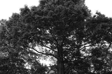 Beautiful tree growing outdoors, black and white effect