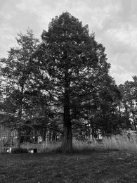 Beautiful trees growing outdoors, black and white effect