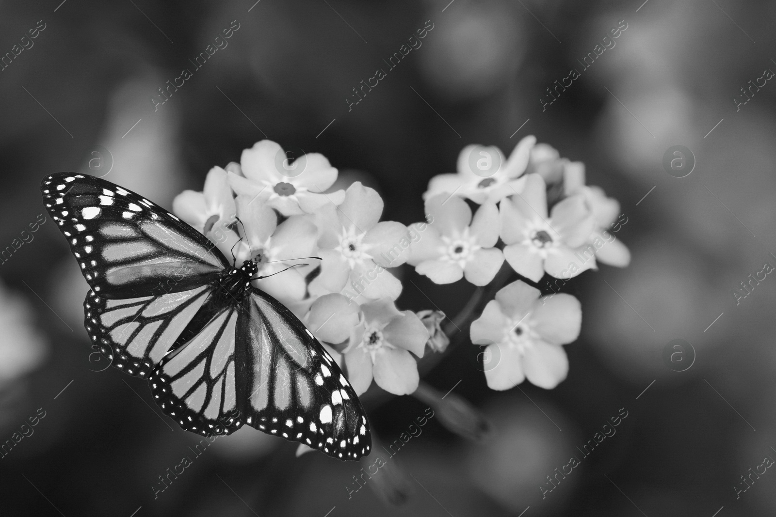 Image of Beautiful butterfly on flowers outdoors, black and white effect