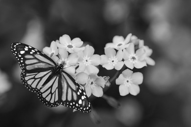 Beautiful butterfly on flowers outdoors, black and white effect