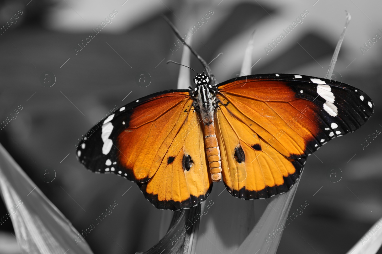 Image of Beautiful butterfly on plant outdoors, black and white effect with color accent