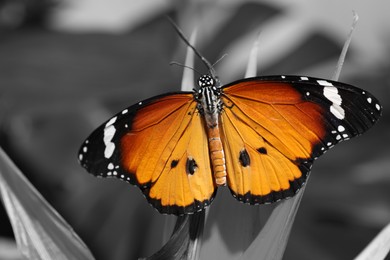 Image of Beautiful butterfly on plant outdoors, black and white effect with color accent
