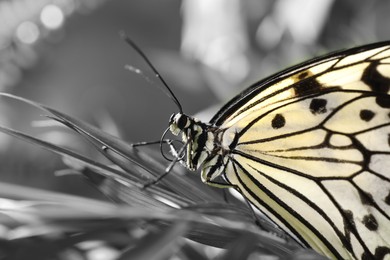 Beautiful butterfly on plant outdoors, black and white effect with color accent