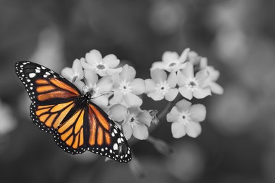 Image of Beautiful butterfly on flowers outdoors, black and white effect with color accent