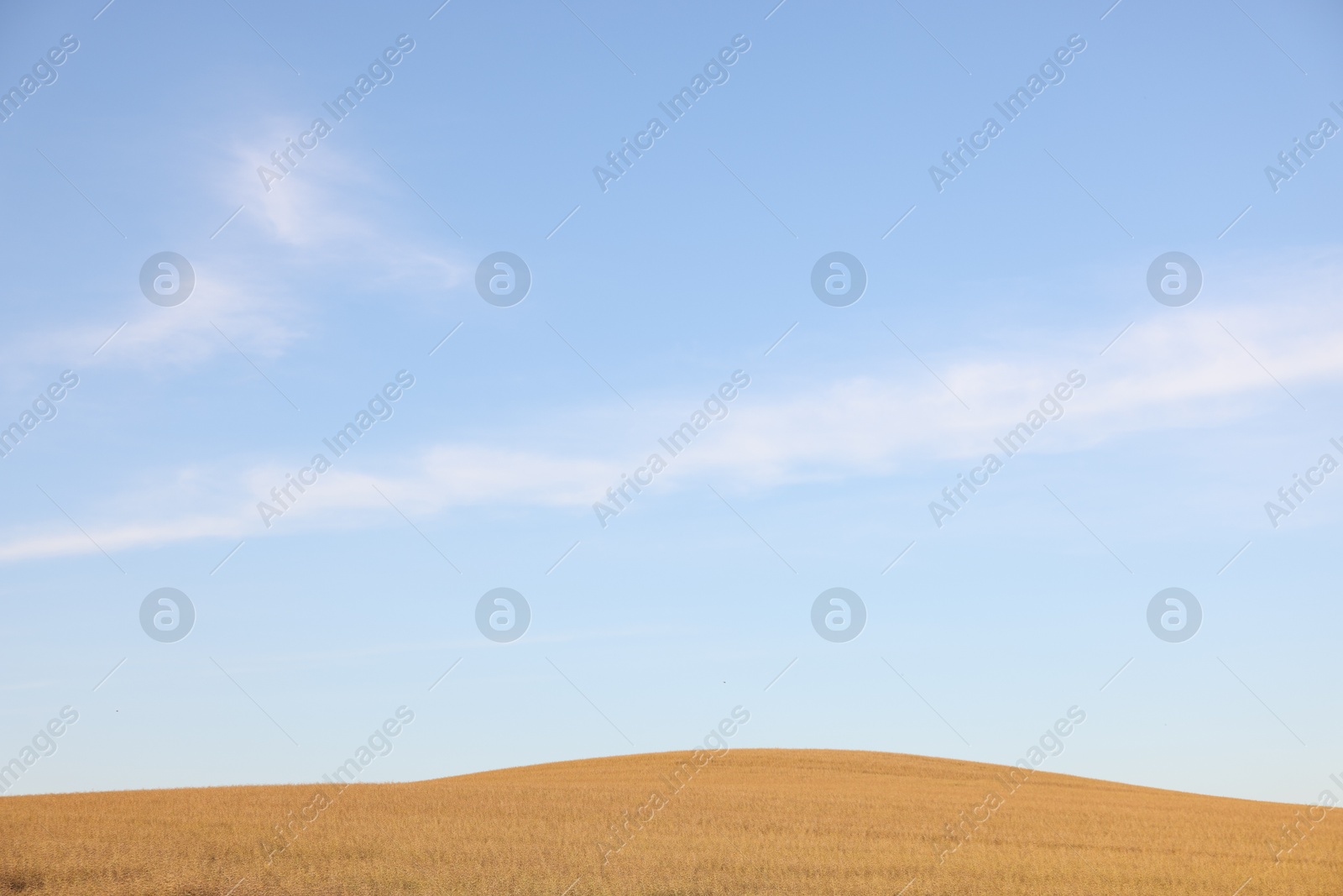 Photo of Beautiful view of agricultural field under blue sky