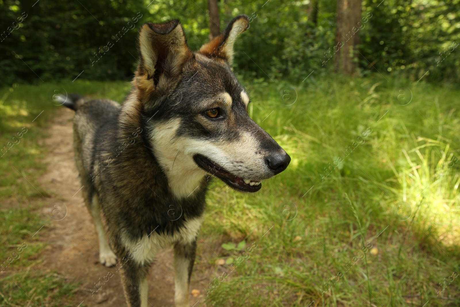 Photo of Cute dog on pathway outdoors, space for text