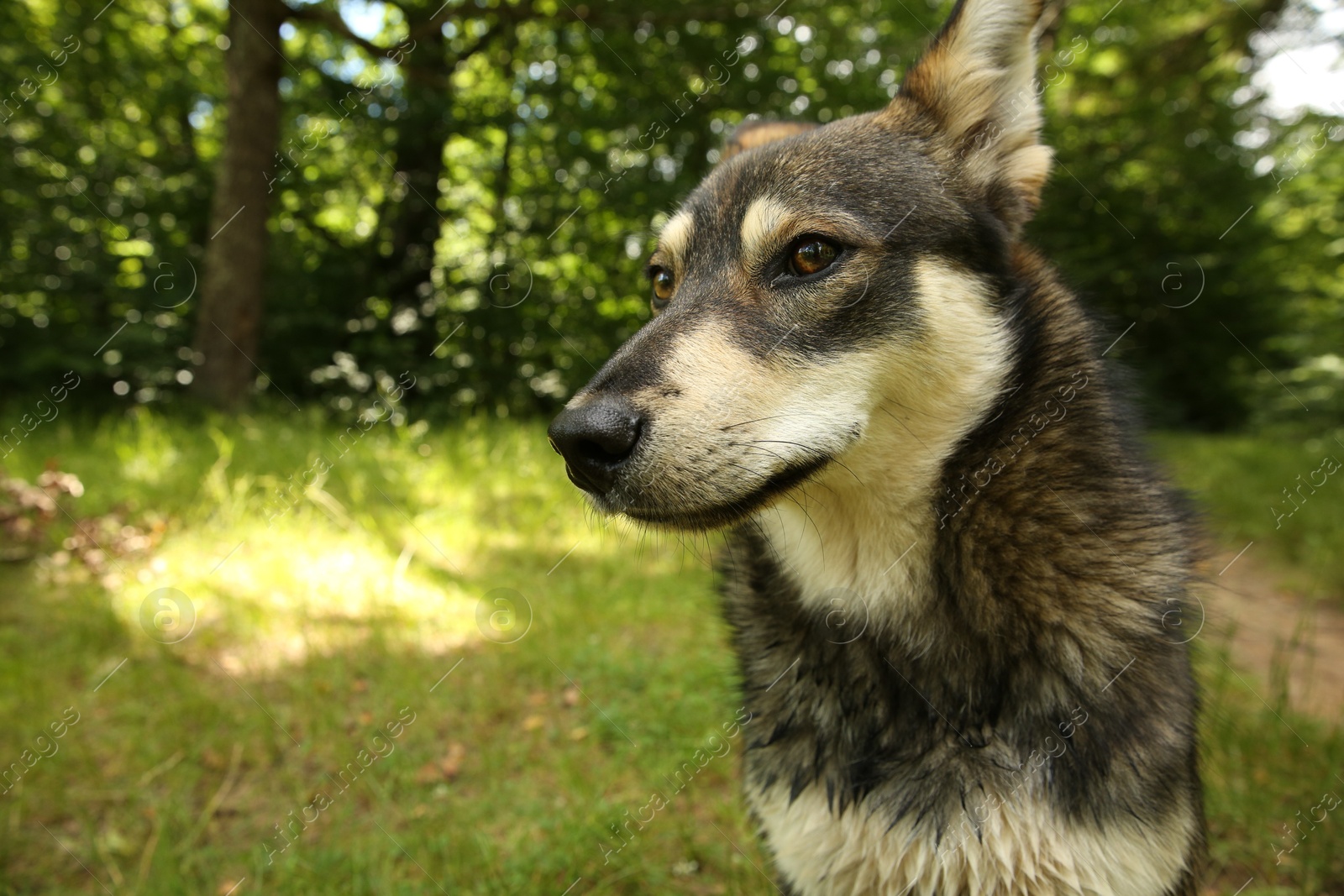 Photo of Cute dog on gren grass outdoors, space for text